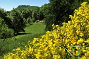 40 Slpendida ginestra